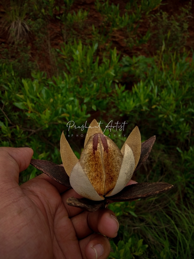 Soymida febrifuga (Fruit) The plant located near the Temperate Region, which is situated almost in top of the hill slopes and mineral-oriented rocks. Flowers,Fruit,Soymida,Soymida febrifuga,Wild Karnataka,Wild flowers,blooming,flower,flowering plant,fruits,incredible
