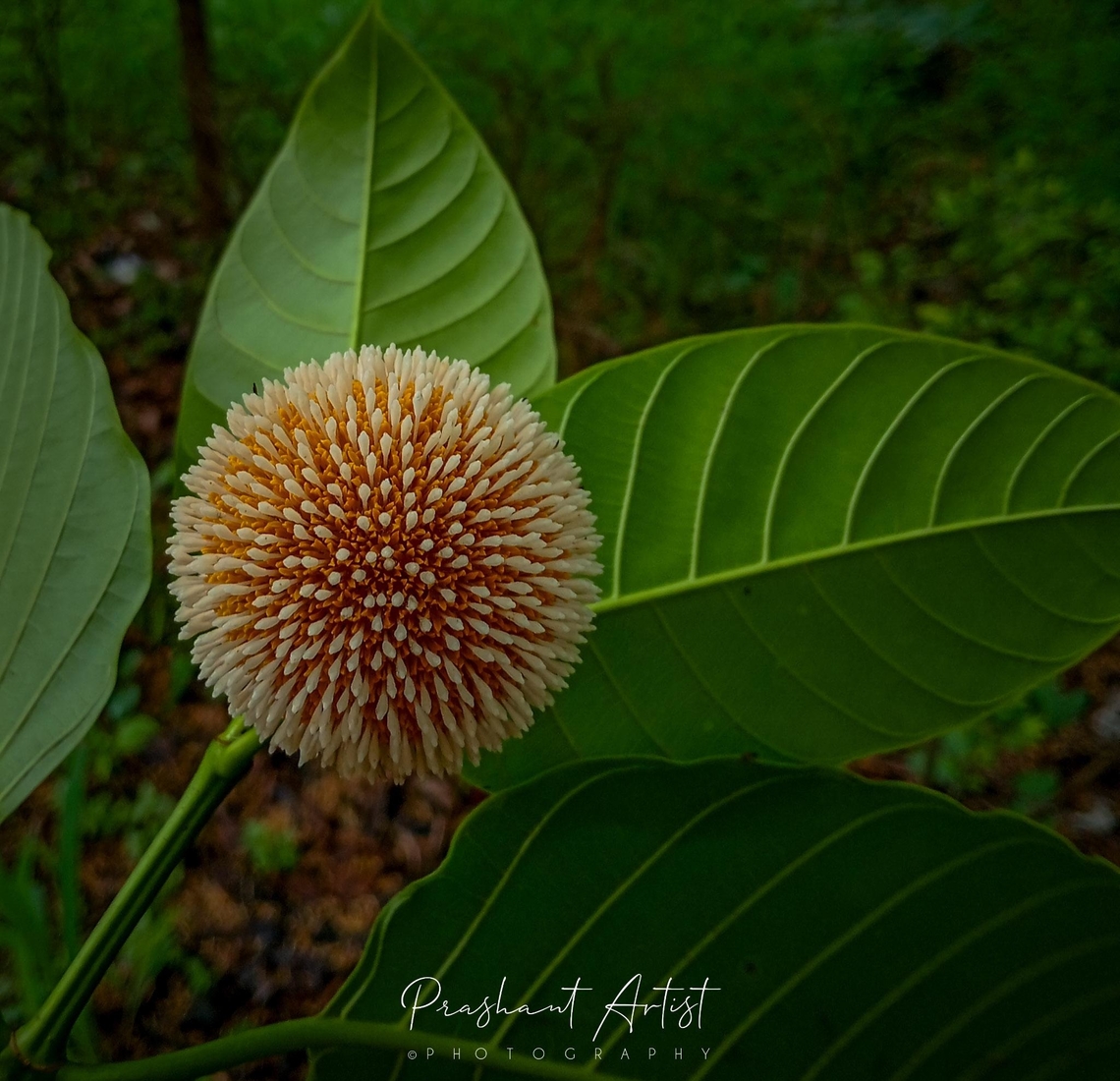Neolamarckia cadamba Tree species ornamental and medicinal properties. Geotagged,India,Neolamarckia cadamba,Neolemarckia,Neolemarckia cadamba,Tree,Wild Karnataka,Wildflowers,earthball,flower,flowering plant,incredible india