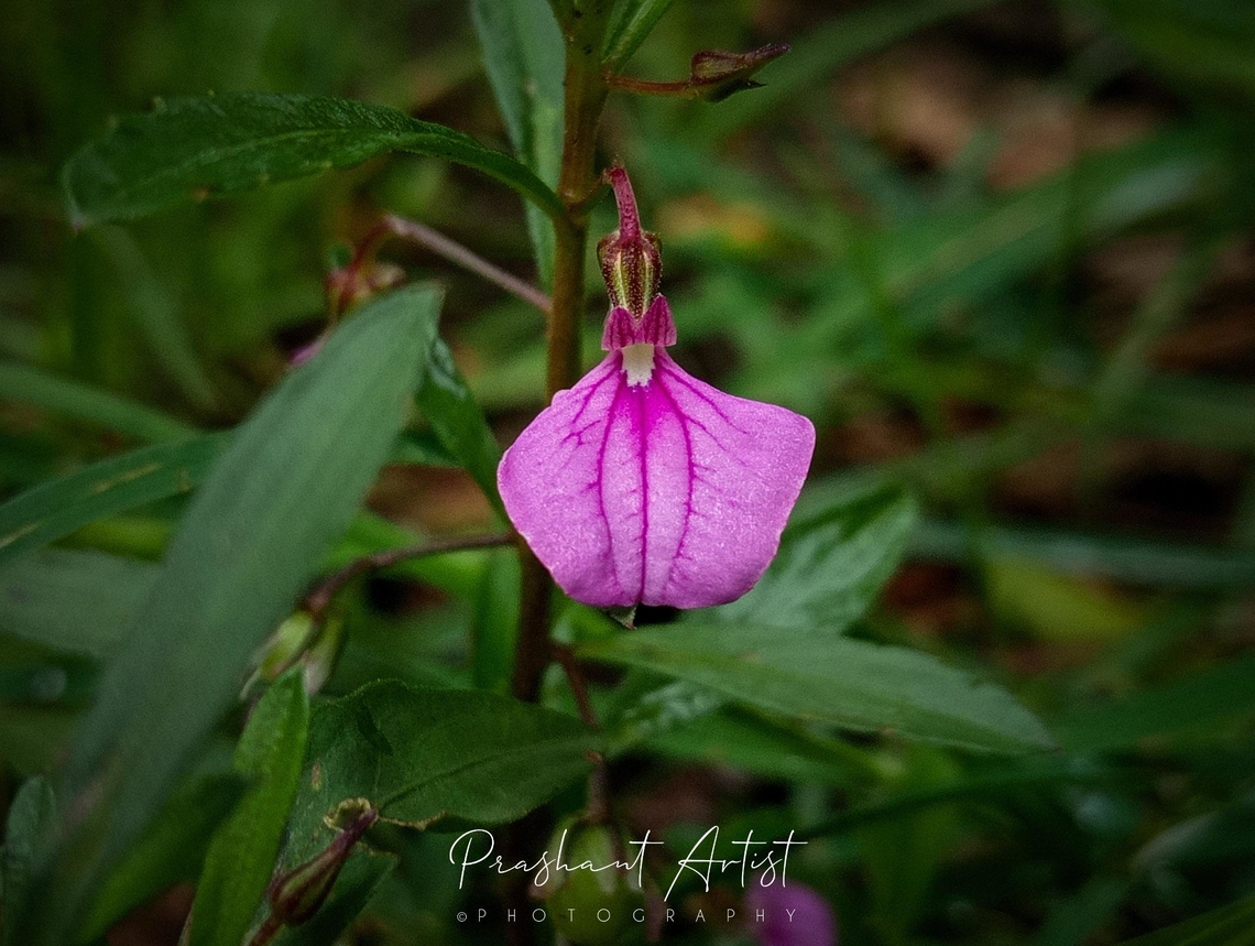 hybanthus enneaspermus Found commonly on path, ornamental. Geotagged,Hybanthus,Hybanthus enneaspermus,Hybanthus monopetalus,Hybanthus sp,India,Pink Flowers,Slender violet-bush,Wild Karnataka,Wildflowers,bloom,blooming,blooms,flower,flowering plant,incredible india