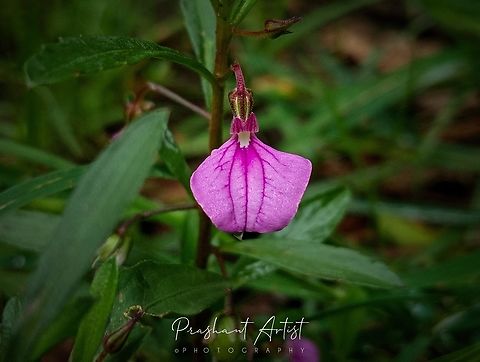 hybanthus enneaspermus Found commonly on path, ornamental. Geotagged,Hybanthus,Hybanthus enneaspermus,Hybanthus monopetalus,Hybanthus sp,India,Pink Flowers,Slender violet-bush,Wild Karnataka,Wildflowers,bloom,blooming,blooms,flower,flowering plant,incredible india