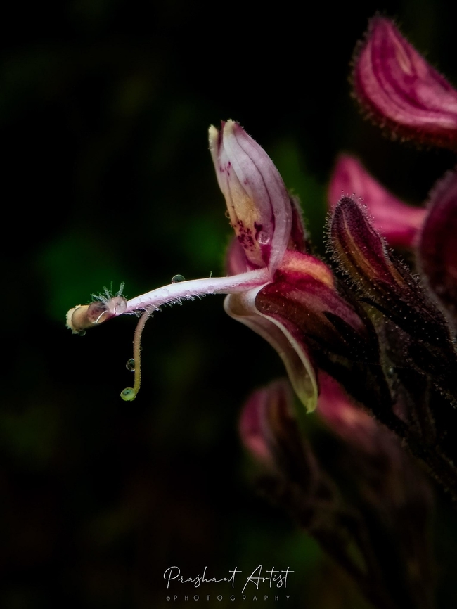 Andrographis producta. Endemic to Western Ghats in India. Common in shady slopes of hill. Associated with dense ferns and other dicotyledons. Andrographis producta,Geotagged,India,Wild Karnataka,Wild flowers,andrographis,bloom,blooming,blooms,flower,flowering plant,incredible india