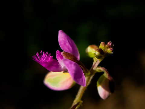 Polygala persicariifolia. Plant commonly grown in hill slopes and under shady places. Needs more moisture flowering during rainy and upto winter. Geotagged,India,Pink Flowers,Polygala,Polygala persicariifolia,Polygalaceae,Summer,Wild Karnataka,Wild flowers,flower,flowering plant,incredible india