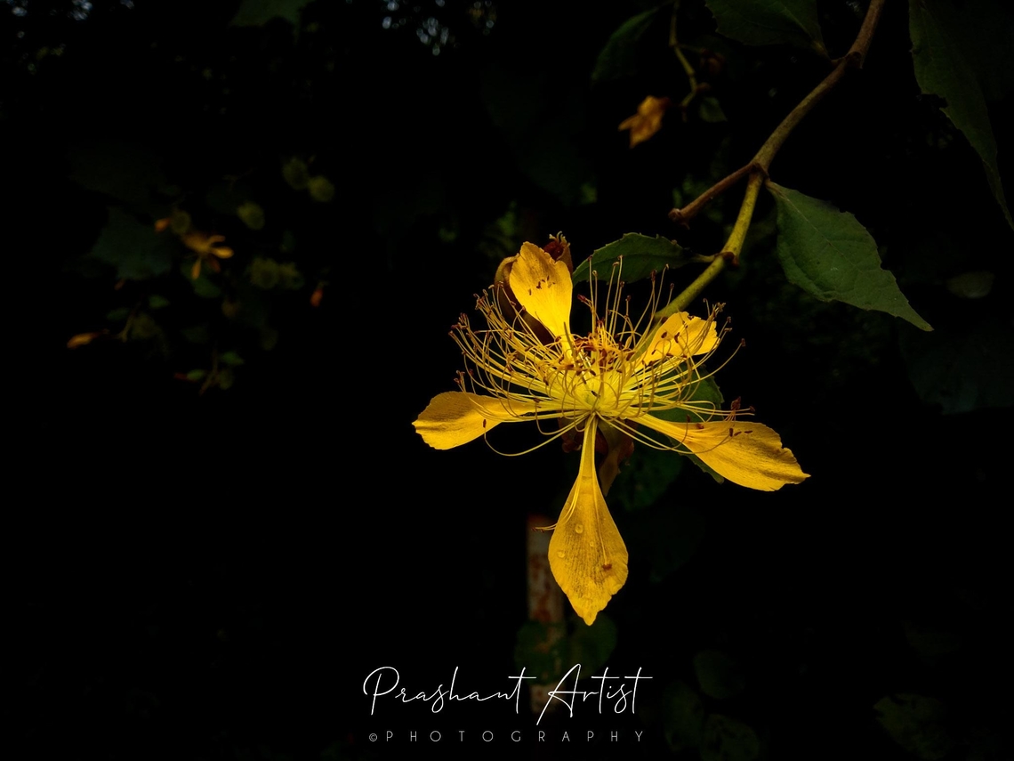 Erinocarpus nimmonii Huge shrub found in shady place. Erinocarpus,Erinocarpus nimmonii,Erinocarpus nimonii,Flowers,Geotagged,India,Wild Karnataka,Wildflowers,bloom,blooms,flower,flowering plant,incredible india,yellow