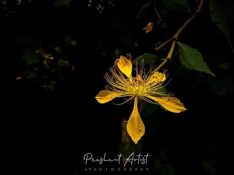 Erinocarpus nimmonii Huge shrub found in shady place. Erinocarpus,Erinocarpus nimmonii,Erinocarpus nimonii,Flowers,Geotagged,India,Wild Karnataka,Wildflowers,bloom,blooms,flower,flowering plant,incredible india,yellow