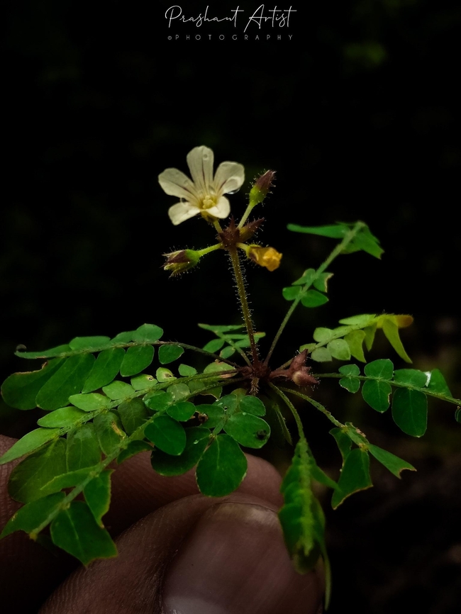 Biophytum sp Well grown on rocks, side road cuts and slops with moist places. Biophytum,Flowers,Geotagged,India,Wild Karnataka,Wild flowers,flower,flowering plant,incredible india,senses,touch-me-not