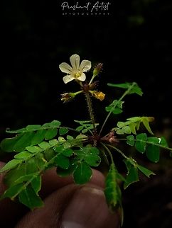 Biophytum sp Well grown on rocks, side road cuts and slops with moist places. Biophytum,Flowers,Geotagged,India,Wild Karnataka,Wild flowers,flower,flowering plant,incredible india,senses,touch-me-not