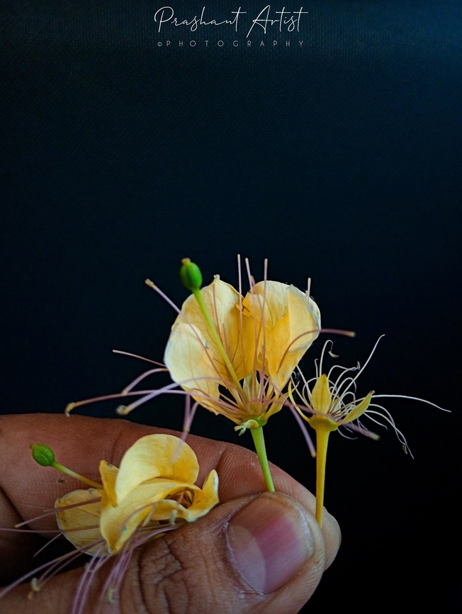 Crateva religiosa Frost. f. Tree species from capparaceae is known fact that petal colour varies due to rich pigmentation. The place from Rajasthan which express the temperature and climate condition. Crateva religiosa,Flowers,Geotagged,India,Rajasthan,Tree,bloom,blooming,capparaceae,flower,flowering plant,incredible india,trees,yellow