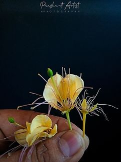 Crateva religiosa Frost. f. Tree species from capparaceae is known fact that petal colour varies due to rich pigmentation. The place from Rajasthan which express the temperature and climate condition. Crateva religiosa,Flowers,Geotagged,India,Rajasthan,Tree,bloom,blooming,capparaceae,flower,flowering plant,incredible india,trees,yellow