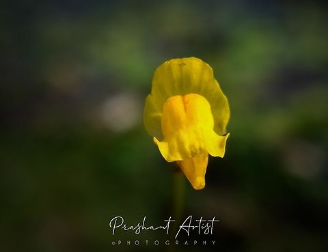 Utricularia stellaris Submerged aquatic bladderwort which associated with other alage and aquatic plants like trapa natans, Nymphea, Nelumbo and Azolla etc. Flowers,Geotagged,India,Utricularia stellaris,Wild Karnataka,Wild flowers,bladderwort,flower,flowering plant,incredible india,yellow