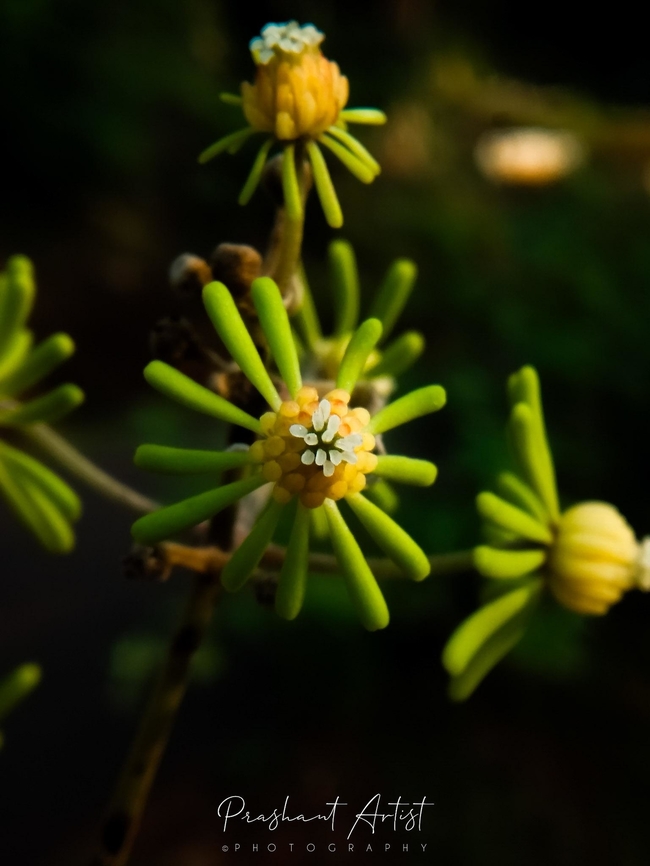 Clematis zeylanica Shrub plant well grown under canopies need some shades and water shelter. Stream near seen. Clematis zeylanica,Flowers,Geotagged,India,Wild Karnataka,Wild flowers,Wildflowers,flower,flowering plant,incredible india,karnataka