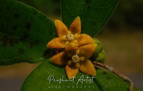 Hemidesmus indicus Tree species very common in South Karnataka. Flowers,Geotagged,Grassland,Hemidesmus indicus,India,Indian sarsaparilla,Tree,Wild Karnataka,Wild flowers,bloom,blooming,flower,flowering plant,incredible india,transition