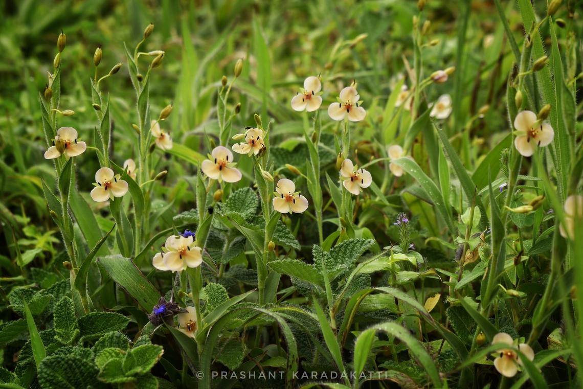 Murdannia lanuginosa This herb commonly grown at shola forest range, in between grass it is very common. Need 1780 MSL. Fall,Geotagged,India,Murdannia,Murdannia lanuginosa,Wild Karnataka,Wildflowers,flower,flowering plant,incredible india