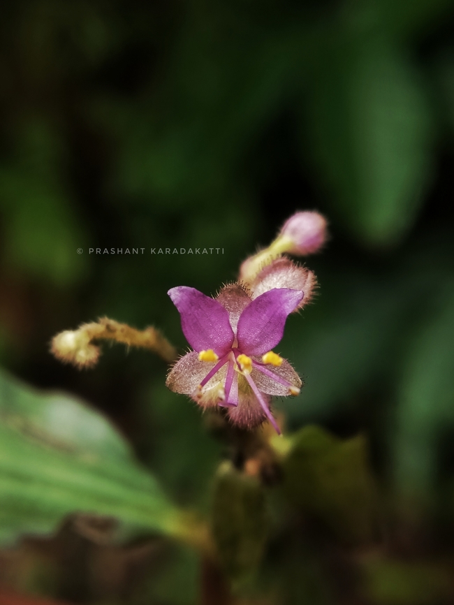 Floscopa scandens (Commelinaceae) Found beside the small pond with wet moss, dense forest canopy. Diffused sunlight. Commelinaceae,Fall,Floscopa scandens,Flowers,Geotagged,Incredible India,India,Kerala,Wild flowers,flower,flowering plant,wild flower