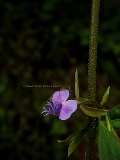 Polygala idukkiana (Polygalaceae) Found in between Impatiens sp, Ipomea sp, Commelina caroliniana, Dense canopy, green wild protected areas. Fall,Flowers,Geotagged,India,Kerala,Polygala idukkiana,Polygalaceae,Wild flowers,flower,flowering plant,herbs,incredible india