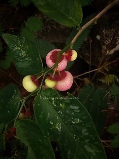 Phyllanthus androgynus (Phyllanthaceae) The plant well adapted to rain forest with huge wet condition, tropical forest edges or slopes.  Fall,Flowers,Geotagged,Incredible India,India,Phyllanthaceae,Phyllanthus,Phyllanthus androgynus,Wild flowers,flowering plant,fruiting,kerala forest,red