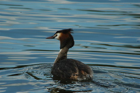 Great Crested Grebe Great crested grebe Geotagged,Great Crested Grebe,Podiceps cristatus,The Netherlands