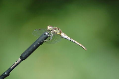 Vagrant darter sideview I think this is a dragonfly but no idea what. Common Darter,Geotagged,Sympetrum striolatum,The Netherlands