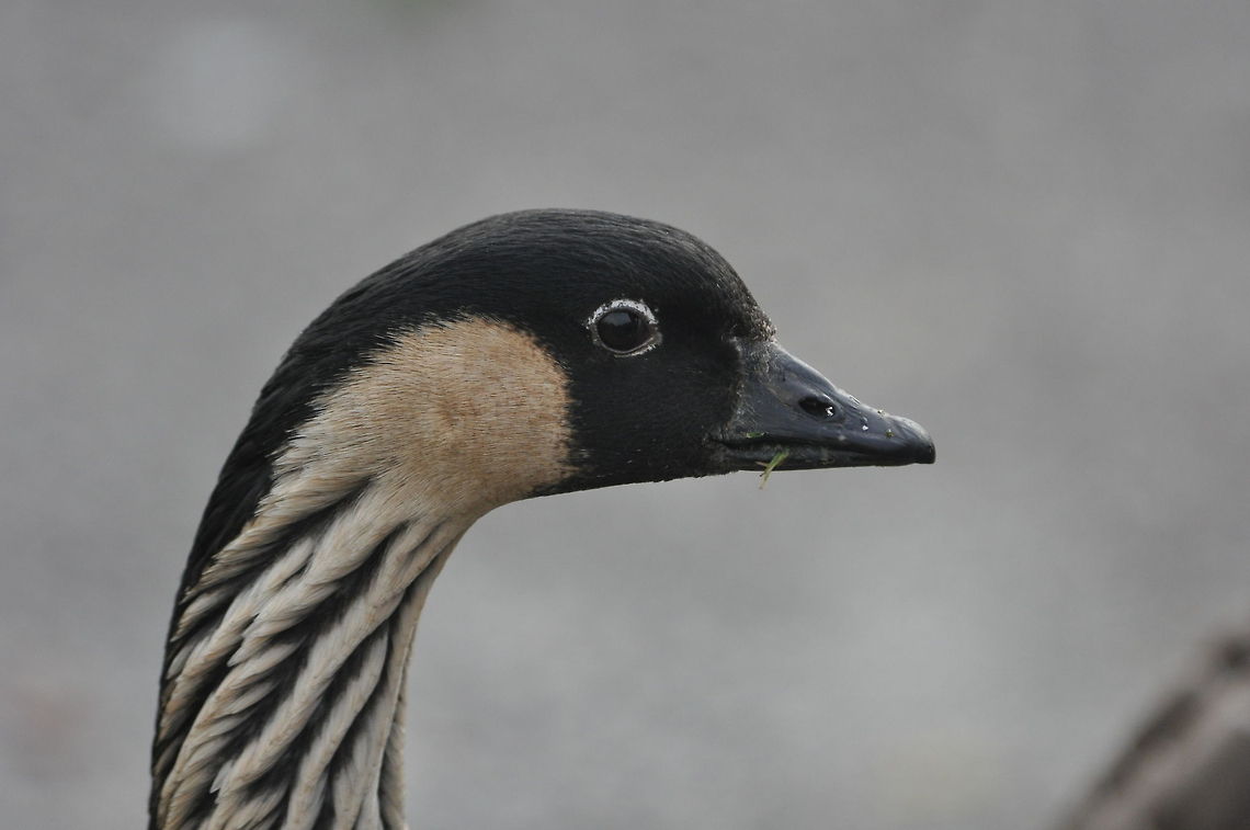 Nene Goose Taken at slimbridge nature reserve. There are many birds there like this one that are permanently kept but still make for good photo opportunities. Branta sandvicensis,Geotagged,Nene,United Kingdom