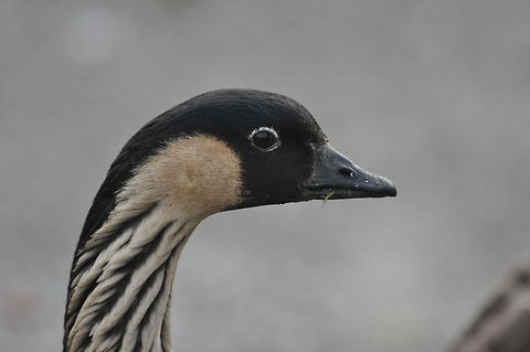 Nene Goose Taken at slimbridge nature reserve. There are many birds there like this one that are permanently kept but still make for good photo opportunities. Branta sandvicensis,Geotagged,Nene,United Kingdom