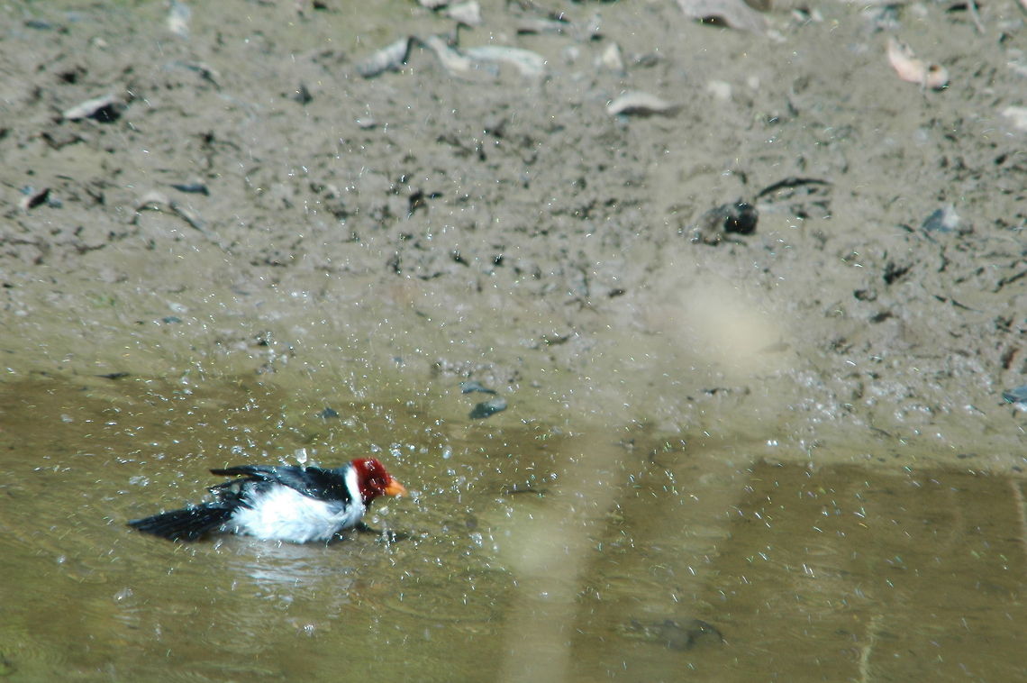 Red-capped Cardinal Red capped cardinal having a wash in brazil pantana Paroaria gularis,Red-capped Cardinal