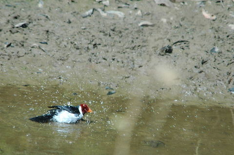 Red-capped Cardinal Red capped cardinal having a wash in brazil pantana Paroaria gularis,Red-capped Cardinal