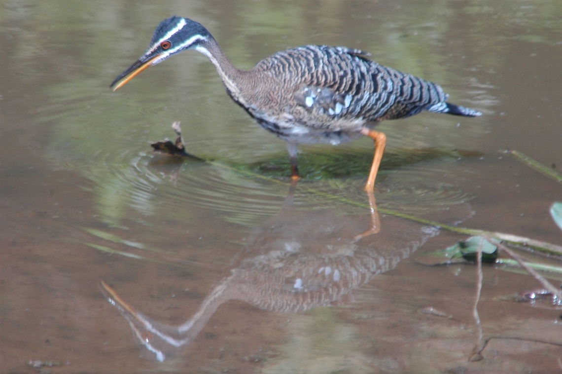 Sunbittern Also taken in the brazilian pantana Eurypyga helias,Sunbittern