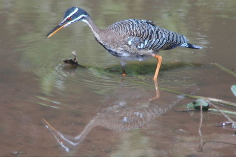 Sunbittern Also taken in the brazilian pantana Eurypyga helias,Sunbittern