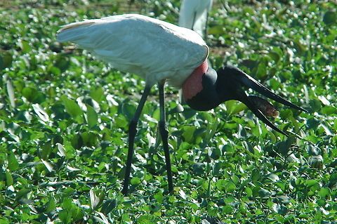 Jabiru This was also seen in the Brazillian pantana Jabiru,Jabiru mycteria,Pantanal
