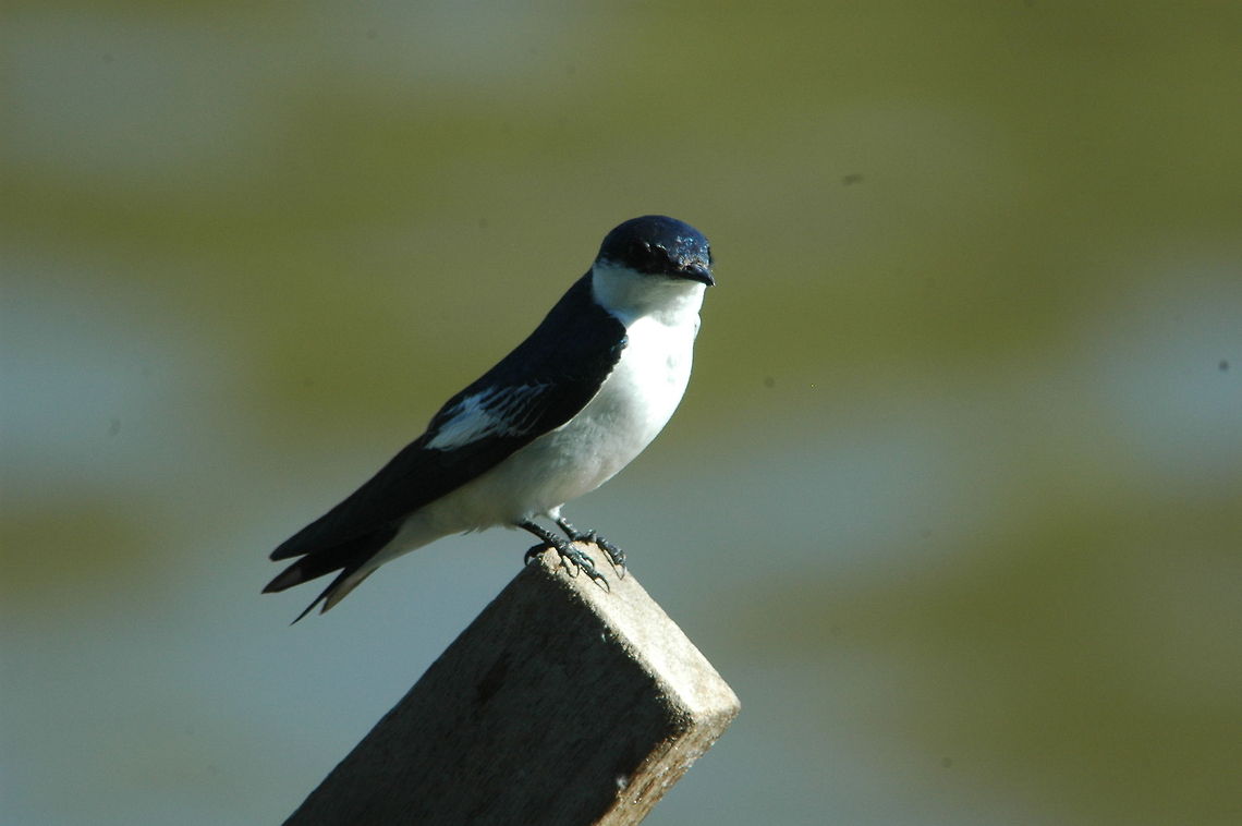 White winged swallow I think this is a white winged swallow seen in the brazillian pantana Tachycineta albiventer,White-winged Swallow