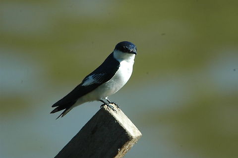 White winged swallow I think this is a white winged swallow seen in the brazillian pantana Tachycineta albiventer,White-winged Swallow