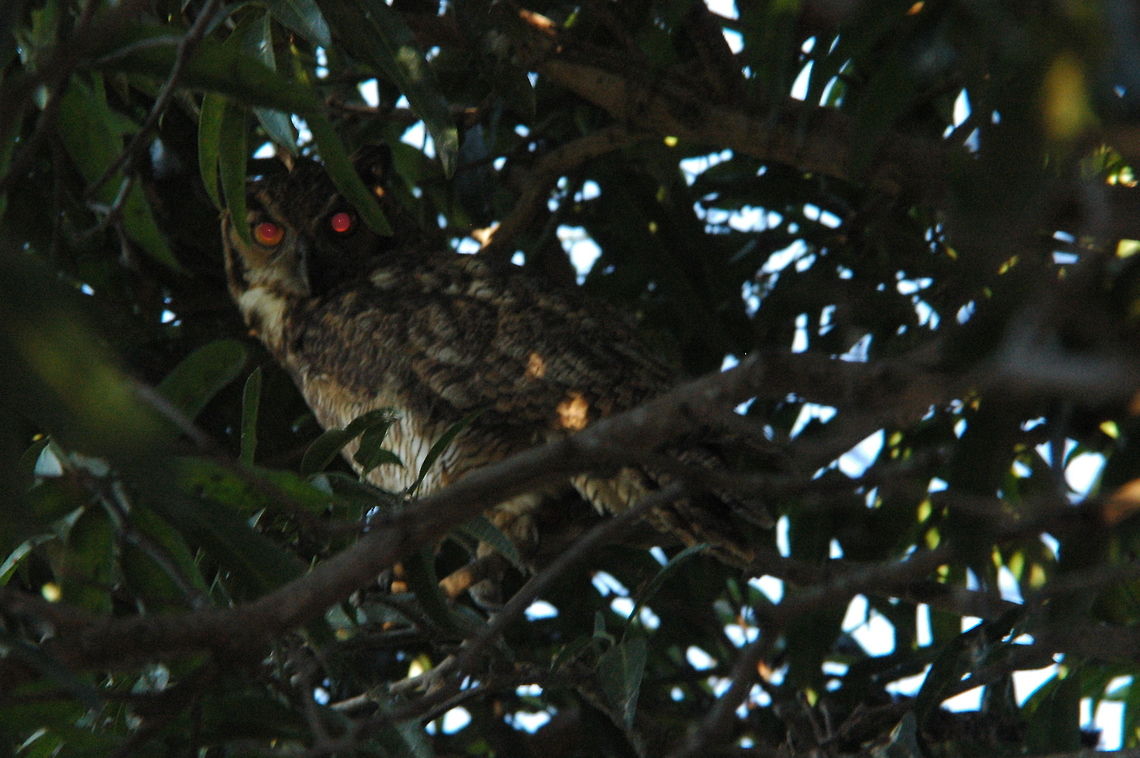Great horned owl Believe this is a great horned owl seen in brazil pantana Bubo virginianus nacurutu,South American Great Horned Owl