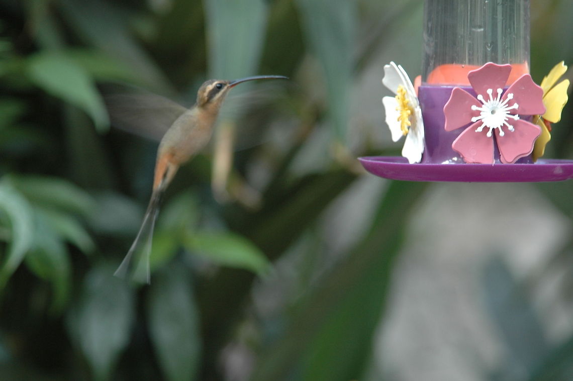 Hermit I believe this is a cinnamon throated hermit but not 100% sure. Seen in the back garden of a friendly argentinian lady who has a love for birds. Saw several different types of humming birds here all close up. Argentina,Cinnamon-throated Hermit,Geotagged,Phaethornis nattereri,Winter