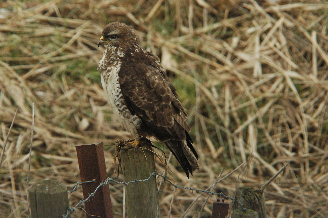 Common Buzzard  Buteo buteo,Common Buzzard,Geotagged,The Netherlands