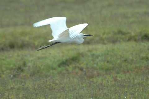 Little egret  Egretta garzetta,Fall,Geotagged,Little Egret,United Kingdom