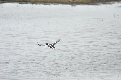 Shoveler_in_flight  Anas clypeata,Geotagged,Northern Shoveler,The Netherlands