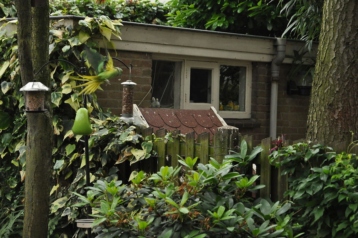 Flying_Parakeet  Geotagged,Psittacula krameri,Rose-ringed Parakeet,The Netherlands