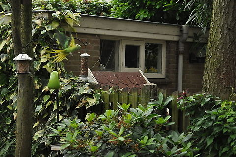 Flying_Parakeet  Geotagged,Psittacula krameri,Rose-ringed Parakeet,The Netherlands