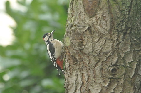 Great spotted woodpecker  Dendrocopos major,Geotagged,Great Spotted Woodpecker,The Netherlands