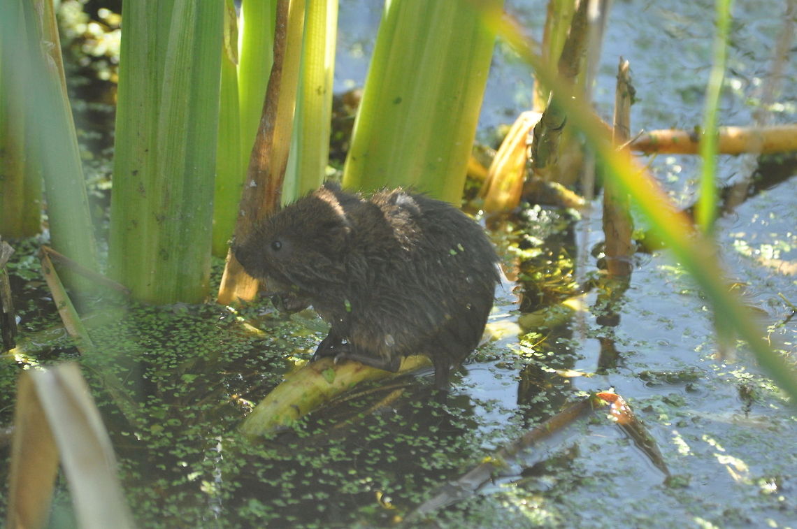 Water_vole  Arvicola amphibius,Geotagged,United Kingdom,european water vole