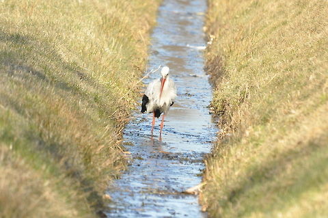 White_Stork  Ciconia ciconia,Geotagged,Netherlands,Spring,White Stork