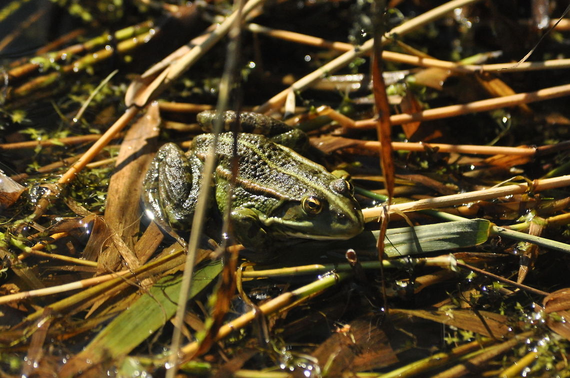 Marsh Frog  Geotagged,Marsh Frog,Pelophylax ridibundus,United Kingdom