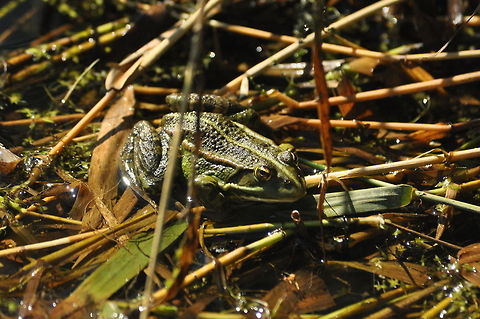 Marsh Frog  Geotagged,Marsh Frog,Pelophylax ridibundus,United Kingdom