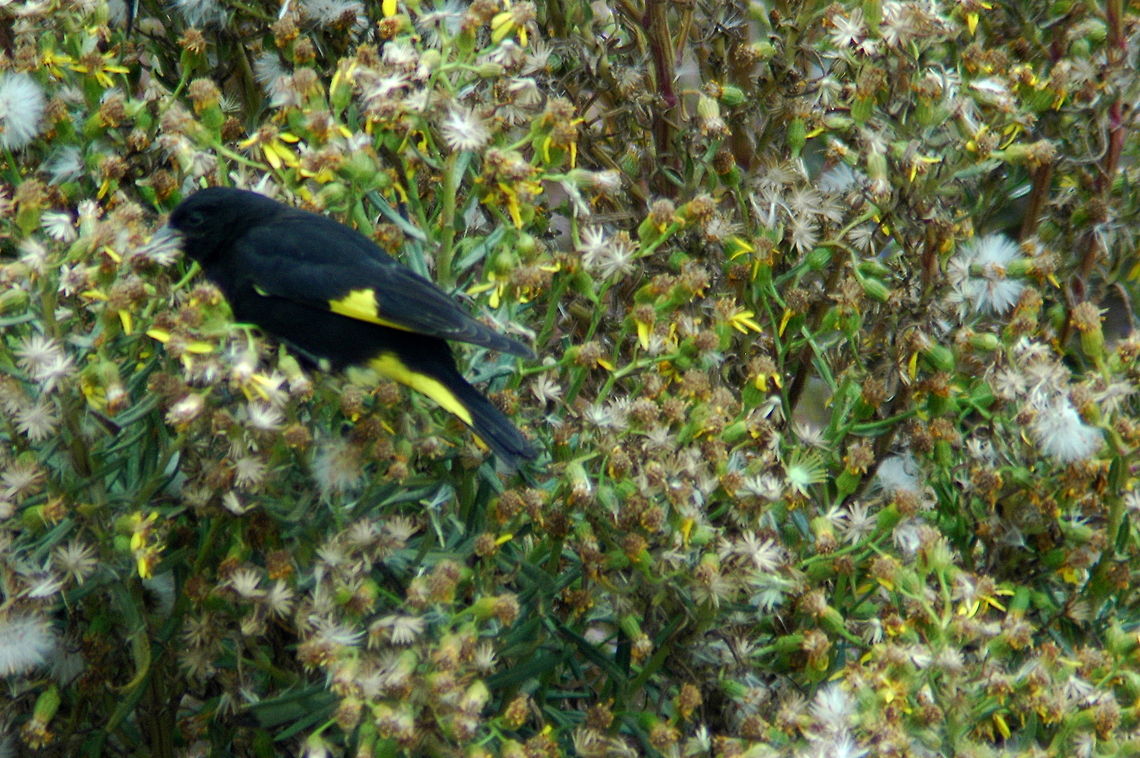 Black_Siskin  Black Siskin,Carduelis atrata