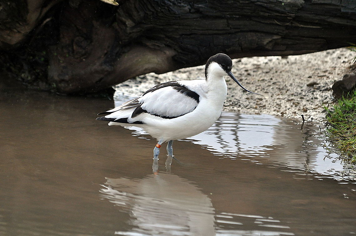 Avocet  Geotagged,Netherlands,Pied Avocet,Recurvirostra avosetta,Winter