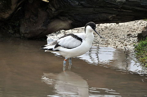 Avocet  Geotagged,Netherlands,Pied Avocet,Recurvirostra avosetta,Winter
