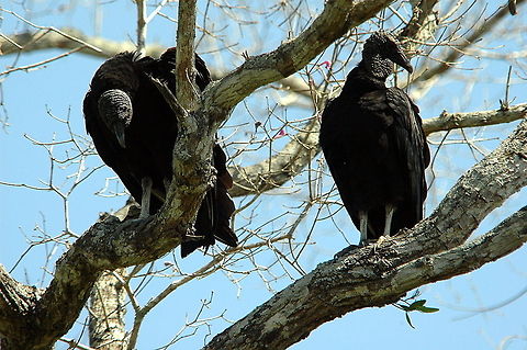 Black Vulture (Coragyps atratus)  Black Vulture,Coragyps atratus
