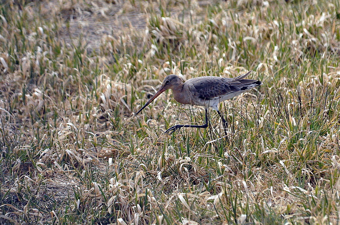Black-tailed godwit - I am going to get you  Black-tailed Godwit,Geotagged,Limosa lapponica,Limosa limosa,Netherlands,Spring