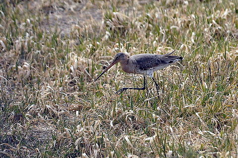 Black-tailed godwit - I am going to get you  Black-tailed Godwit,Geotagged,Limosa lapponica,Limosa limosa,Netherlands,Spring