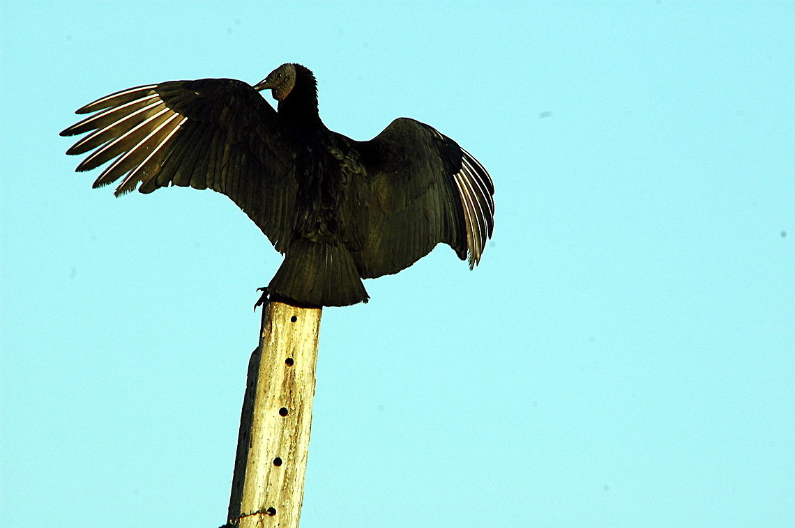 Black Vulture (Coragyps atratus)  Black Vulture,Coragyps atratus