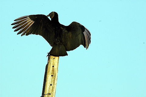 Black Vulture (Coragyps atratus)  Black Vulture,Coragyps atratus